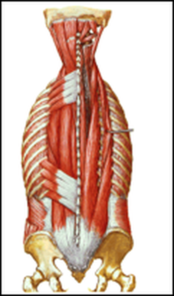 Muscle Strains of The Lower Back | Roland Jeffery Physiotherapy